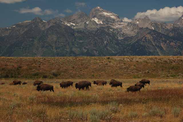 bison on the road